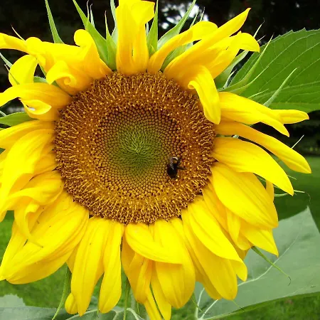 Σπίτι διακοπών Frado