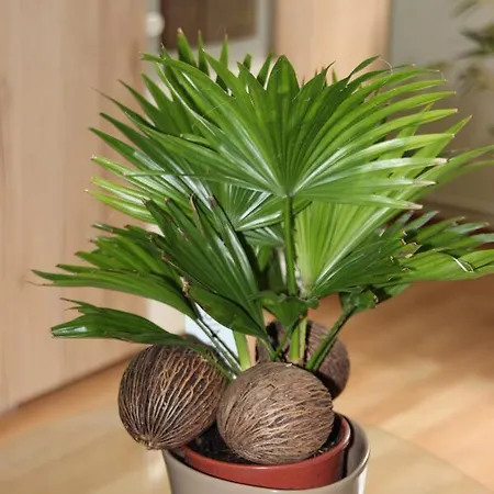 Frado Briesen (Spreewald)