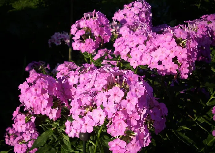 Casa de Férias Frado *